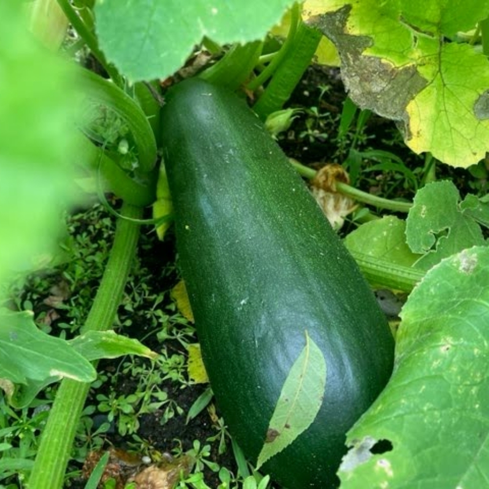 Garden DONATION Non GMO Seeds And  gift for your support. - Picture 14 of 16